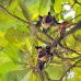 bat_fruit_lan_baa_v_0295_mal0785.jpg